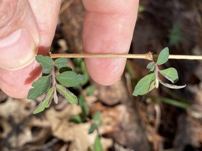 Symphoricarpos orbiculatus, photographed by Alan Weakley