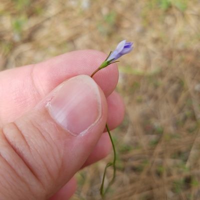 Wahlenbergia marginata, photographed by Leila Dasher