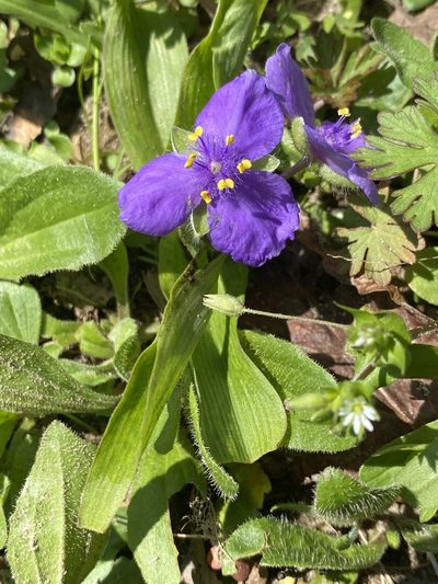 Tradescantia ernestiana, photographed by Alan Weakley