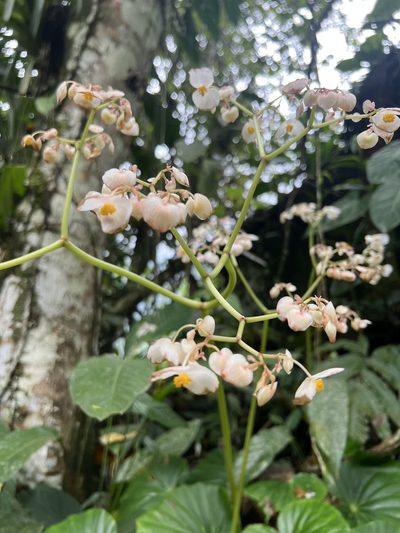 Begonia urophylla, photographed by Nicolás Baresch Uribe