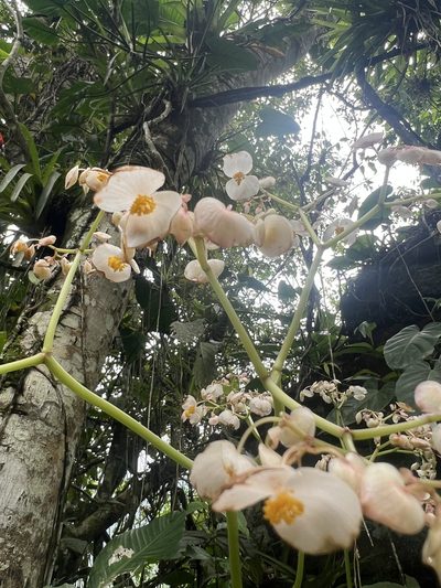 Begonia urophylla, photographed by Nicolás Baresch Uribe