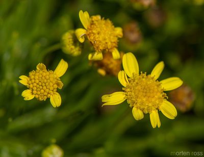 Euryops arabicus, photographed by Morten Ross