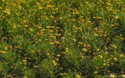 Euryops arabicus, photographed by Morten Ross