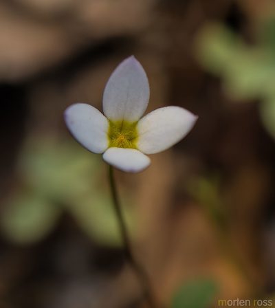 Oldenlandia balfourii, photographed by Morten Ross