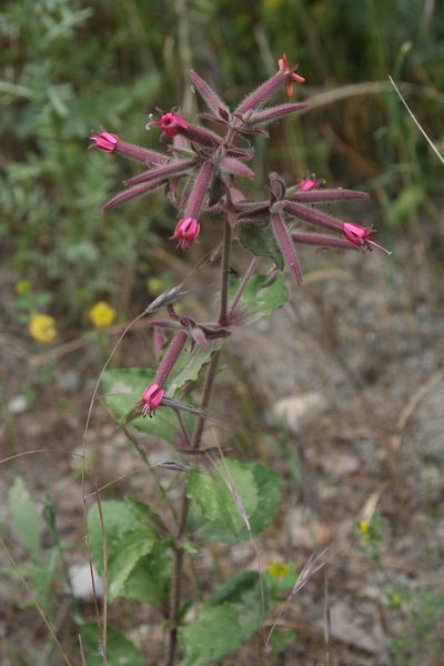 Saponaria glutinosa, photographed by Oleg Kosterin