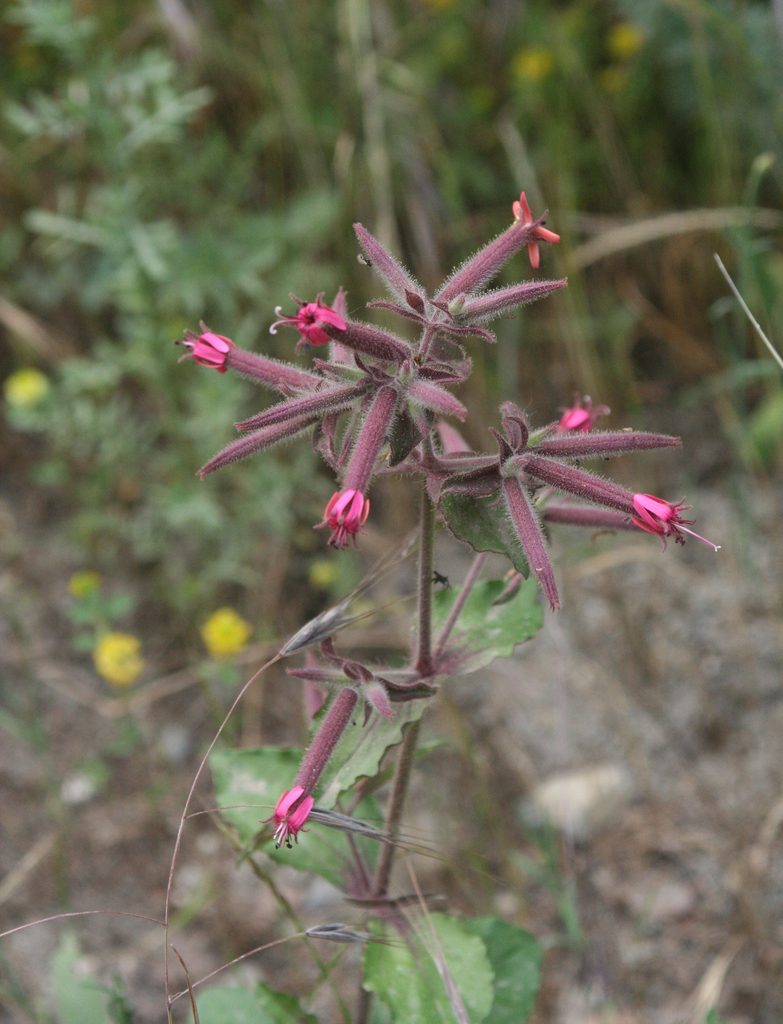 Saponaria glutinosa, photographed by Oleg Kosterin