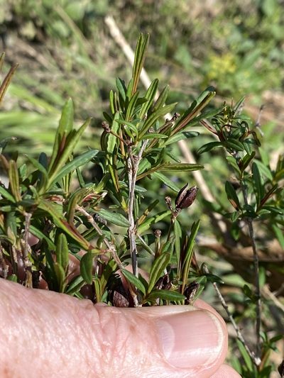 Hypericum lobocarpum, photographed by Alan Weakley