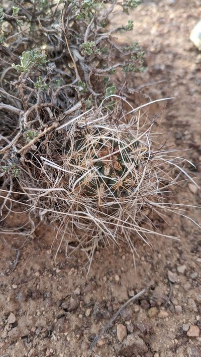 Sclerocactus spinosior, photographed by Andrew Dudley