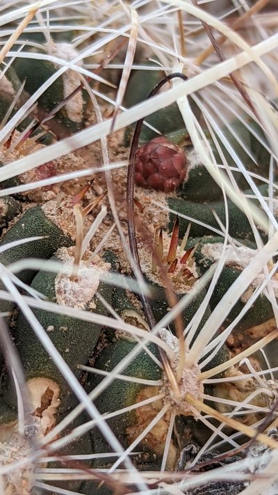 Sclerocactus spinosior, photographed by Andrew Dudley
