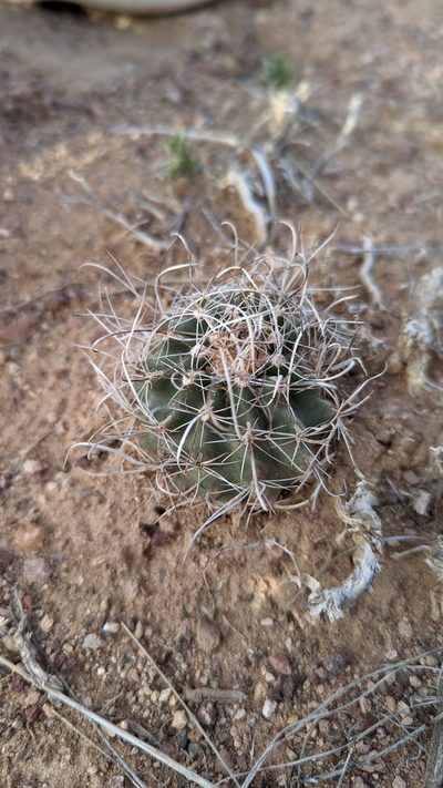 Sclerocactus spinosior, photographed by Andrew Dudley