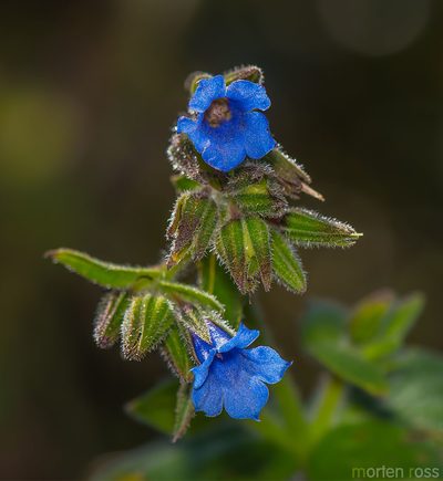Trichodesma microcalyx, photographed by Morten Ross