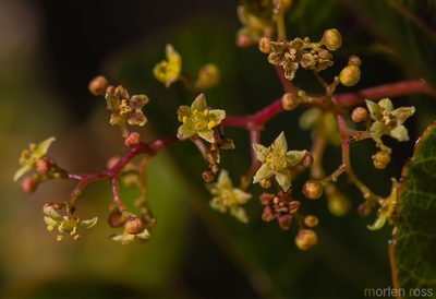 Searsia thyrsiflora, photographed by Morten Ross