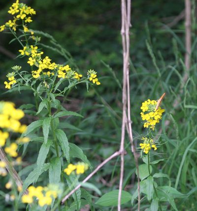 Erysimum aureum, photographed by Oleg Kosterin