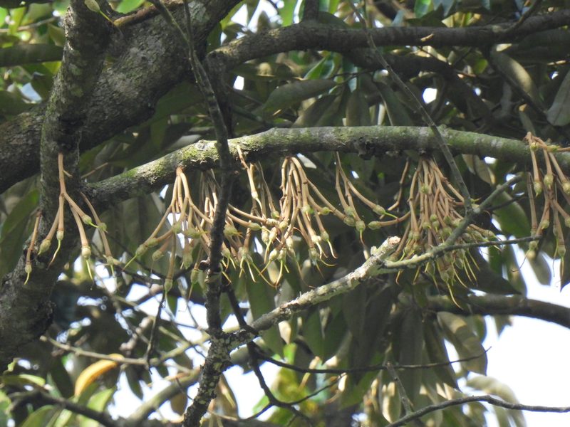 Durio zibethinus, photographed by Samuel Lee