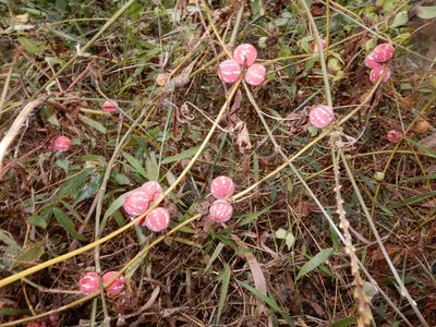 Diplocyclos palmatus, photographed by Seema Merchant