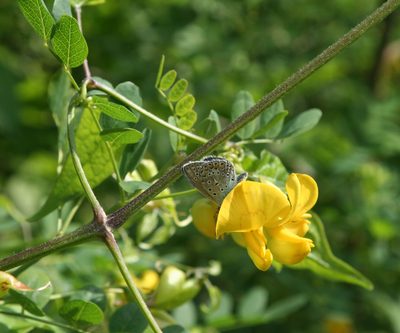 Colutea cilicica, photographed by Oleg Kosterin