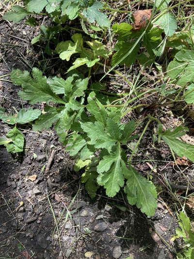 Sanicula hoffmannii, photographed by Adam J. Searcy
