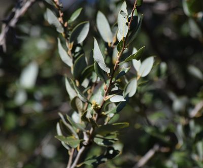 Quercus chrysolepis, photographed by velodrome
