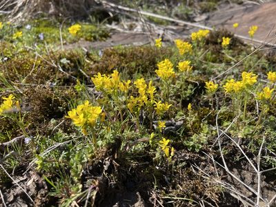 Selenia aurea, photographed by Brandon Corder