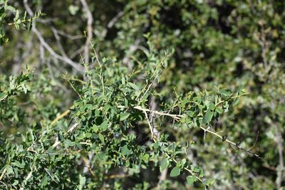 Ceanothus leucodermis, photographed by velodrome