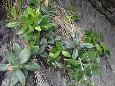 Metrosideros excelsa, photographed by Shaun