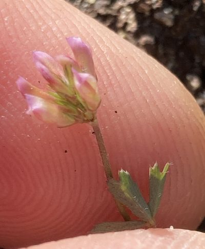 Trifolium bifidum, photographed by Adam J. Searcy