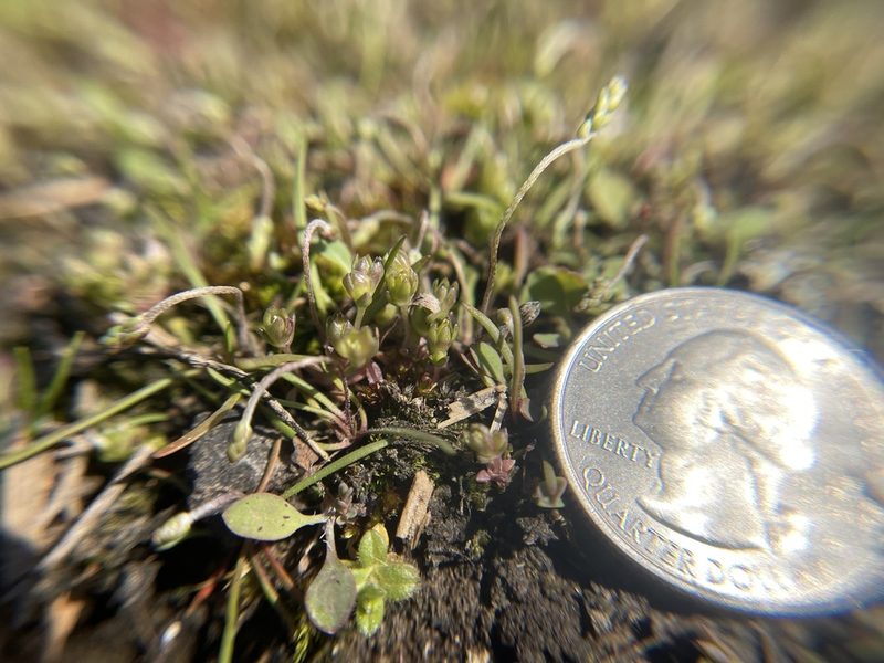 Geocarpon minimum, photographed by Brandon Corder