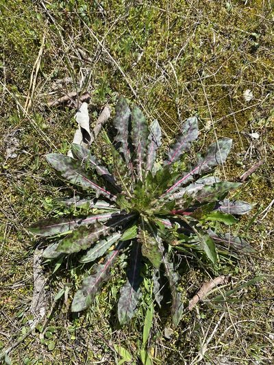 Oenothera filiformis, photographed by Alan Weakley