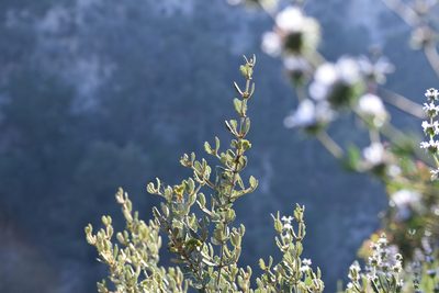 Ceanothus crassifolius, photographed by velodrome