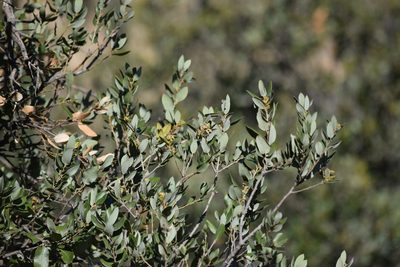 Quercus chrysolepis, photographed by velodrome