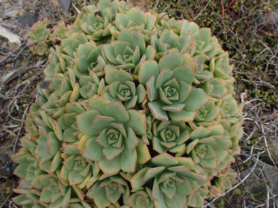 Aeonium haworthii, photographed by Shaun