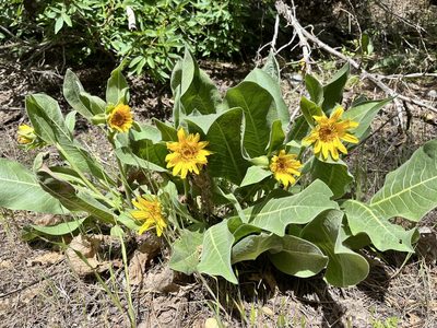 Wyethia helenioides, photographed by Kristen Nelson
