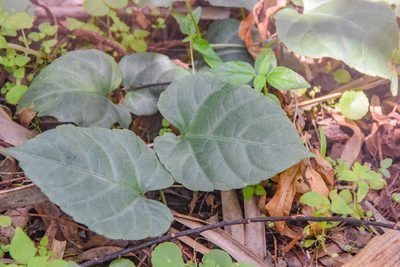 Cissus verticillata, photographed by Jay Pruett