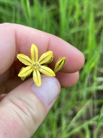 Triteleia lugens, photographed by Kristen Nelson
