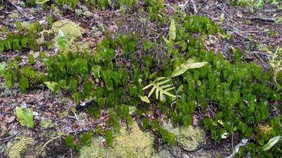 Hymenophyllum nephrophyllum, photographed by Svend Hansen