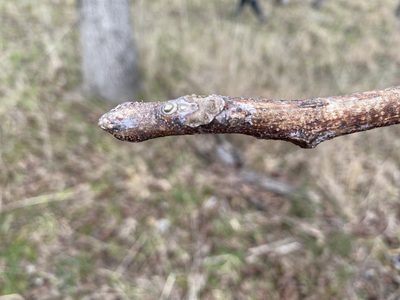 Gymnocladus dioicus, photographed by Alan Weakley