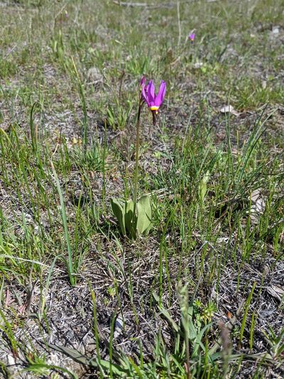 Primula poetica, photographed by David Anderson