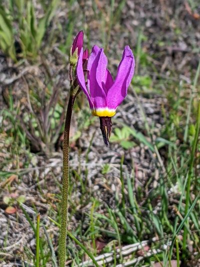 Primula poetica, photographed by David Anderson