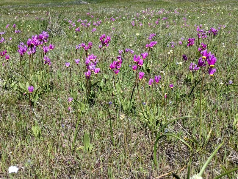 Primula poetica, photographed by David Anderson