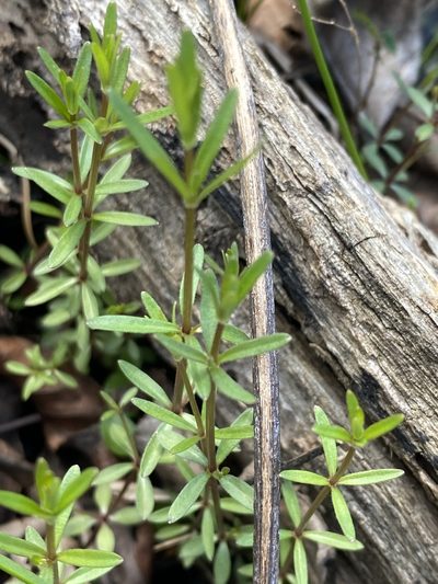 Galium obtusum, photographed by Alan Weakley