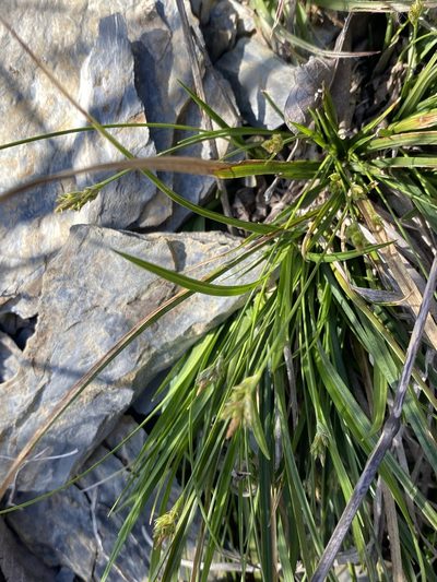 Carex nigromarginata, photographed by Alan Weakley