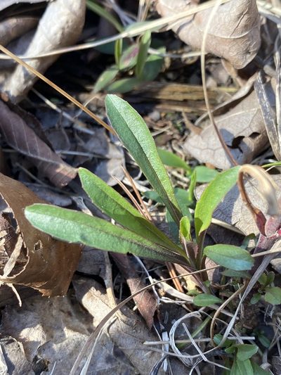 Penstemon arkansanus, photographed by Alan Weakley