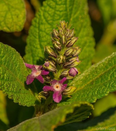 Coelocarpum haggierense, photographed by Morten Ross