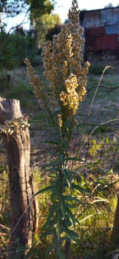 Pterocaulon balansae, photographed by Adela Ferreira
