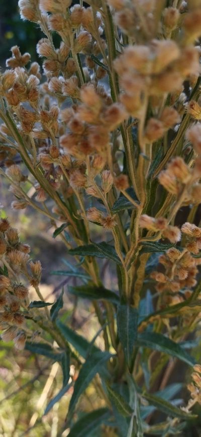 Pterocaulon balansae, photographed by Adela Ferreira