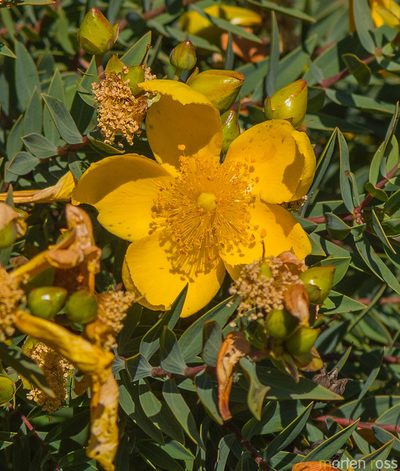 Hypericum balfourii, photographed by Morten Ross