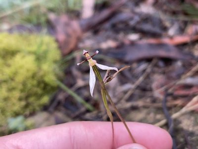Eriochilus cucullatus, photographed by Dylan Wishart