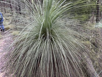 Xanthorrhoea australis, photographed by Dylan Wishart