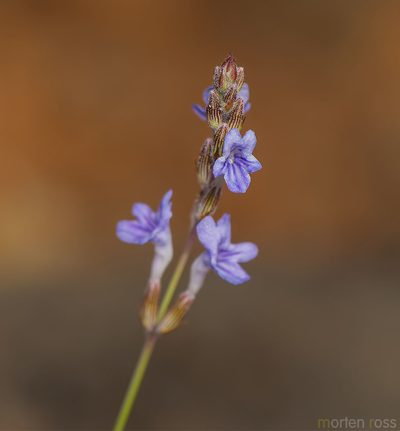 Lavandula nimmoi, photographed by Morten Ross
