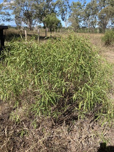 Eremophila bignoniiflora, photographed by Bethlea Bell